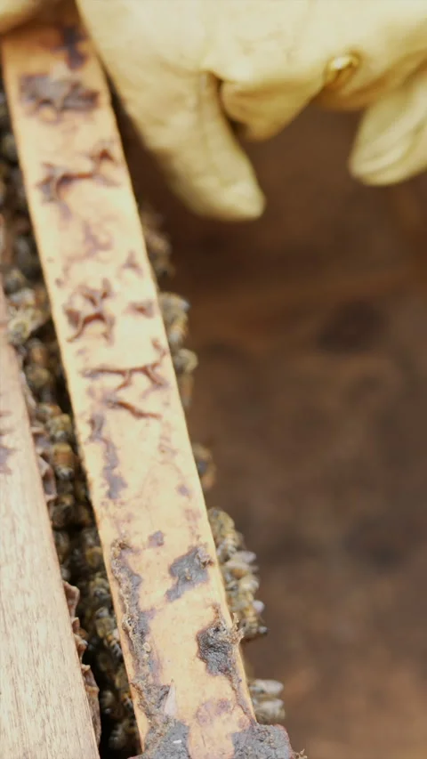 Beekeeping Close-up: Hive Inspection in Vertical Format Stock Footage 328536828