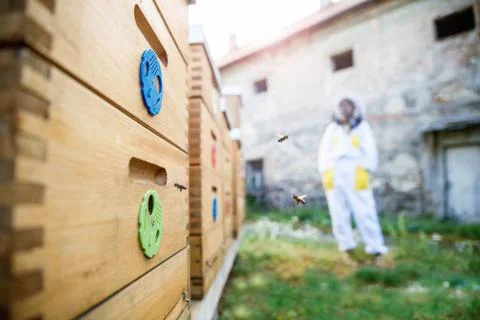 Beekeeping concept. Beekeeper stands next to the beehives. Stock Photos
