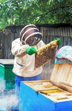 Beekeeping concept. Beekeeper is working with bees Stock Photos