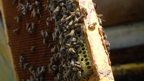 Beekeeping concept. Honey bees fly into the hive. bees on a frame for honey. 스톡 동영상 228784832