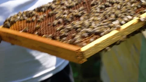 Beekeeping concept. Honey bees fly into the hive. bees on a frame for honey. 스톡 동영상 228784839