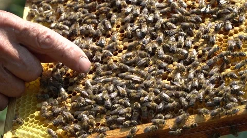 Beekeeping concept. Honey bees fly into the hive. bees on a frame for honey. 스톡 동영상 228784844