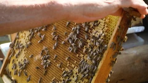 Beekeeping concept. Honey bees fly into the hive. bees on a frame for honey. 스톡 동영상 228784881