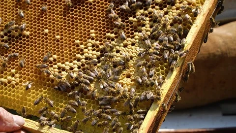 Beekeeping concept. Honey bees fly into the hive. bees on a frame for honey. 스톡 동영상 228784954