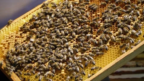 Beekeeping concept. Honey bees fly into the hive. bees on a frame for honey. 스톡 동영상 228784965