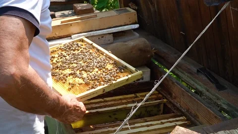 Beekeeping concept. Honey bees fly into the hive. bees on a frame for honey. 스톡 동영상 228784986