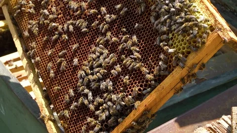 Beekeeping concept. Honey bees fly into the hive. bees on a frame for honey. 스톡 동영상 228785013