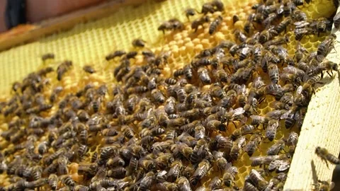 Beekeeping concept. Honey bees fly into the hive. bees on a frame for honey. 스톡 동영상 228785017