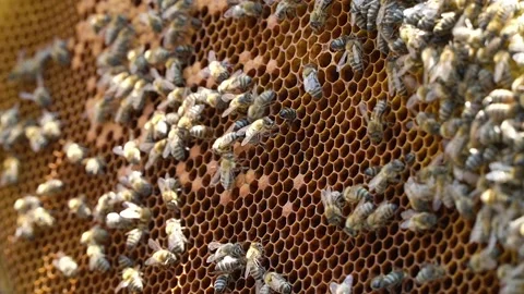 Beekeeping concept. Honey bees fly into the hive. bees on a frame for honey. 스톡 동영상 228785019