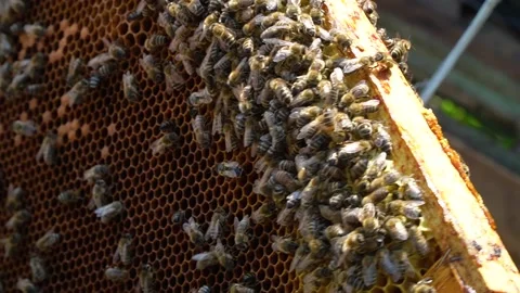 Beekeeping concept. Honey bees fly into the hive. bees on a frame for honey. 스톡 동영상 228785037