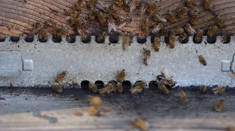 Beekeeping entrance 動画素材 41808006