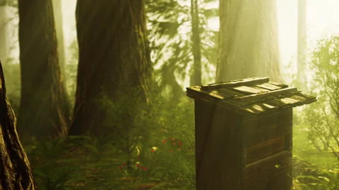 Beekeeping equipment located in a dense forest during the morning light Stock Footage 340991692