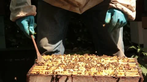 Beekeeping Stock-Footage 21244037