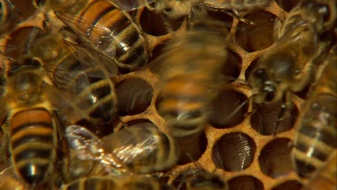 Beekeeping Stock Footage 91793966