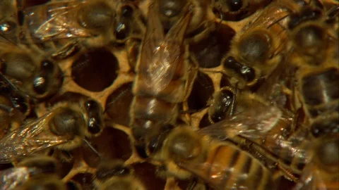 Beekeeping Stock Footage 91794318
