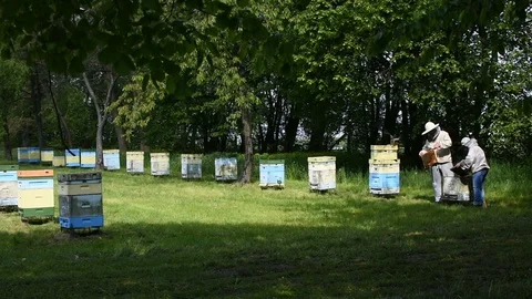 Beekeeping Video stock 107828274