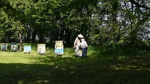 Beekeeping Video stock 107828350