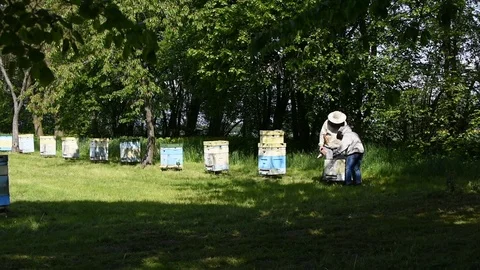Beekeeping Video stock 107828416