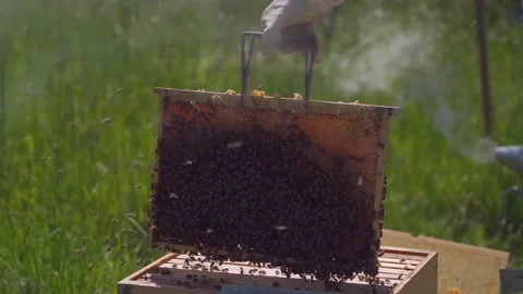 Beekeeping Stock-Footage 277791041