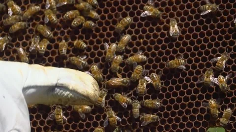 Beekeeping Stock Footage 287853905