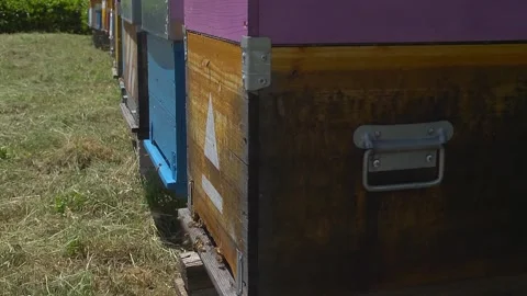 Beekeeping Stock Footage 287853912