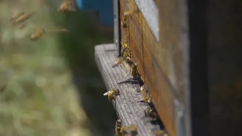 Beekeeping Stock Footage 287853926
