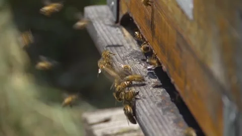 Beekeeping Stock Footage 287853930