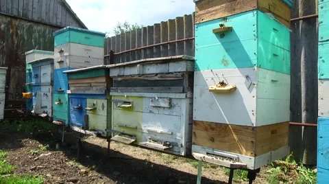 Beekeeping. Honey. Beehive. Stock Footage 61075472