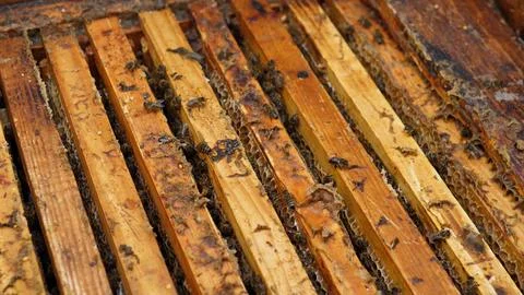 Beekeeping Inspection Scene. Hive Frames Examined With Care. Routine Hive 库存照片