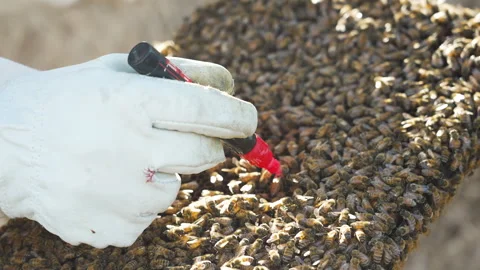 Beekeeping marking the queen Stock-Footage 279118316