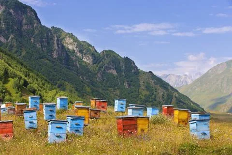 Beekeeping in mountainous areas. Stock Photos