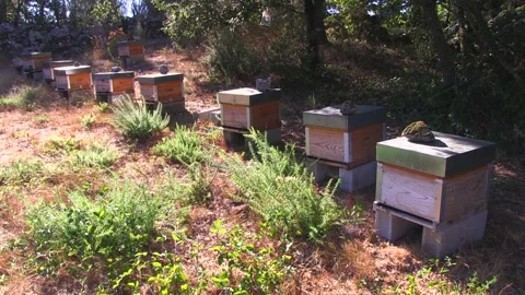 BEEKEEPING PANELS WITH SUNLIGHT Stock Footage 95095259