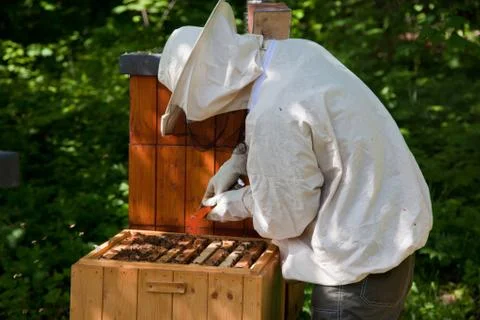 Beekeeping Stock Photos