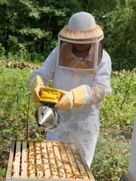 Beekeeping Stock Photos