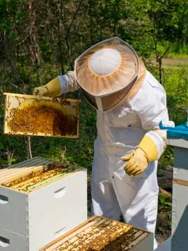 Beekeeping Stock Photos
