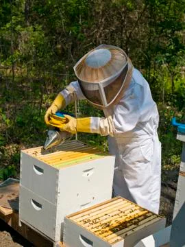 Beekeeping Stock Photos