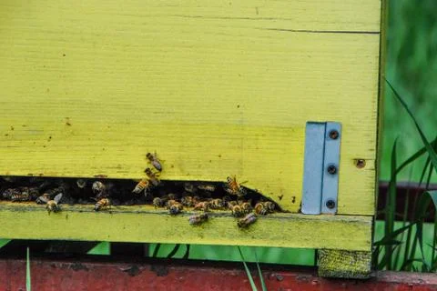 Beekeeping Stock Photos