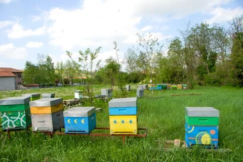 Beekeeping Stock Photos