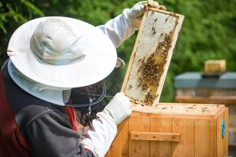 Beekeeping Stock Photos