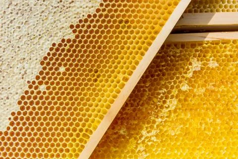Beekeeping Stock Photos