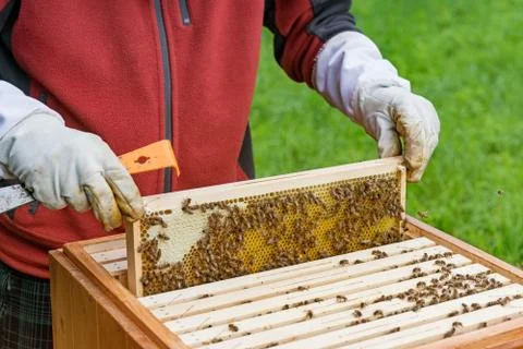Beekeeping Stock Photos
