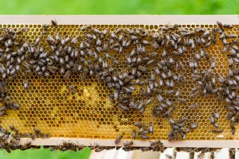 Beekeeping Stock Photos