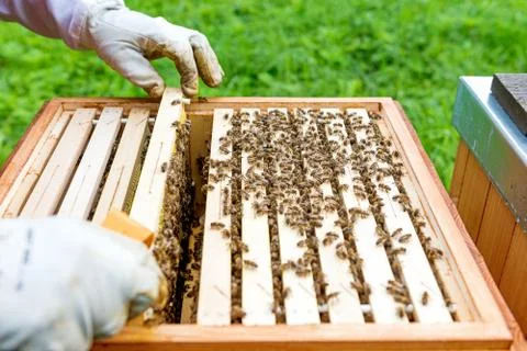 Beekeeping Stock Photos