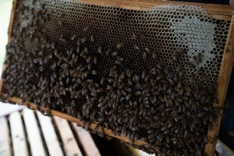 Beekeeping Foto stock