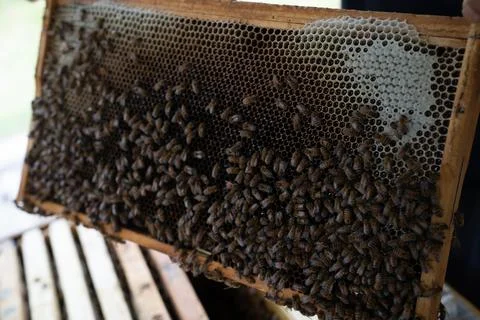 Beekeeping Foto stock