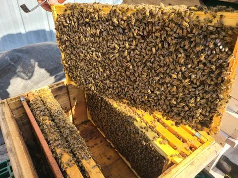 Beekeeping Stock Photos