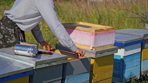 Beekeeping process. Apiarist inspecting bees near beehives. Stock Footage 134791523