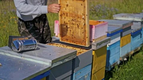 Beekeeping process. Apiarist working near wooden beehives in the countryside. Stock Footage 135894175