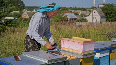 Beekeeping process in the countryside.  Stock Footage 135399319