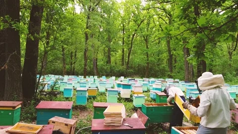 Beekeeping in process 스톡 동영상 131319143